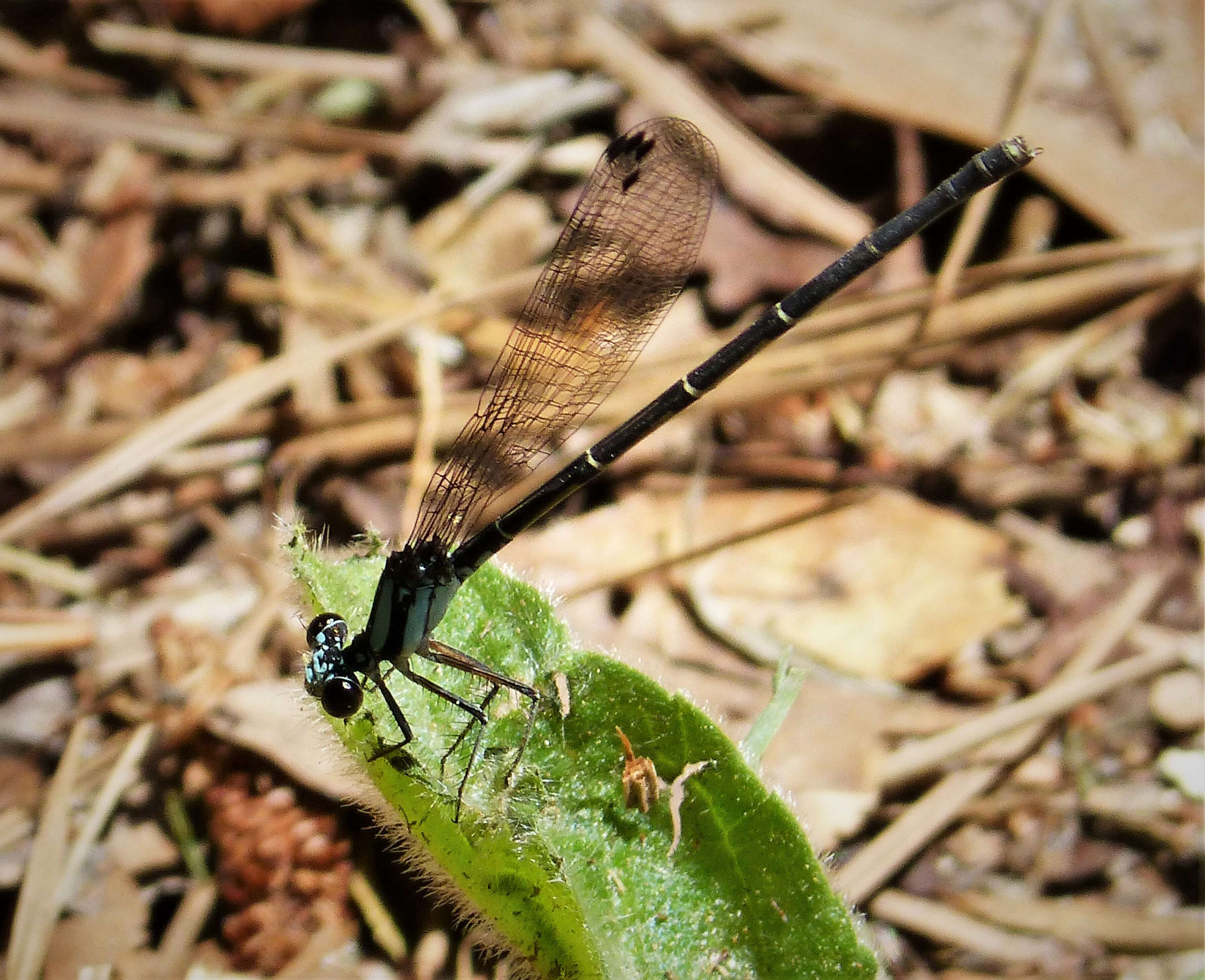 Image of Blue-tipped Dancer