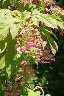 Image of hydrangea