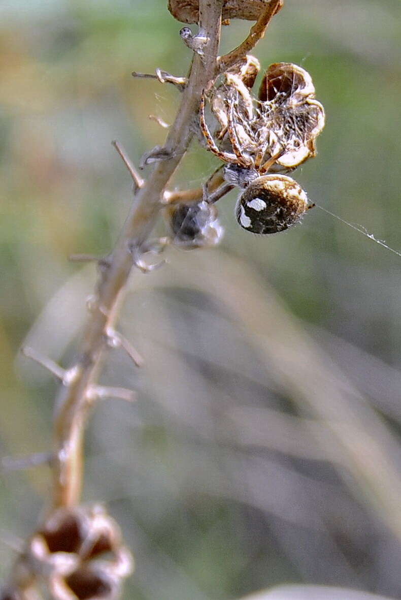 Image of Agalenatea redii (Scopoli 1763)