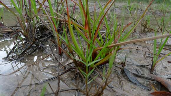 Juncus planifolius R. Br. resmi