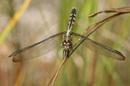 Слика од Erythrodiplax umbrata (Linnaeus 1758)