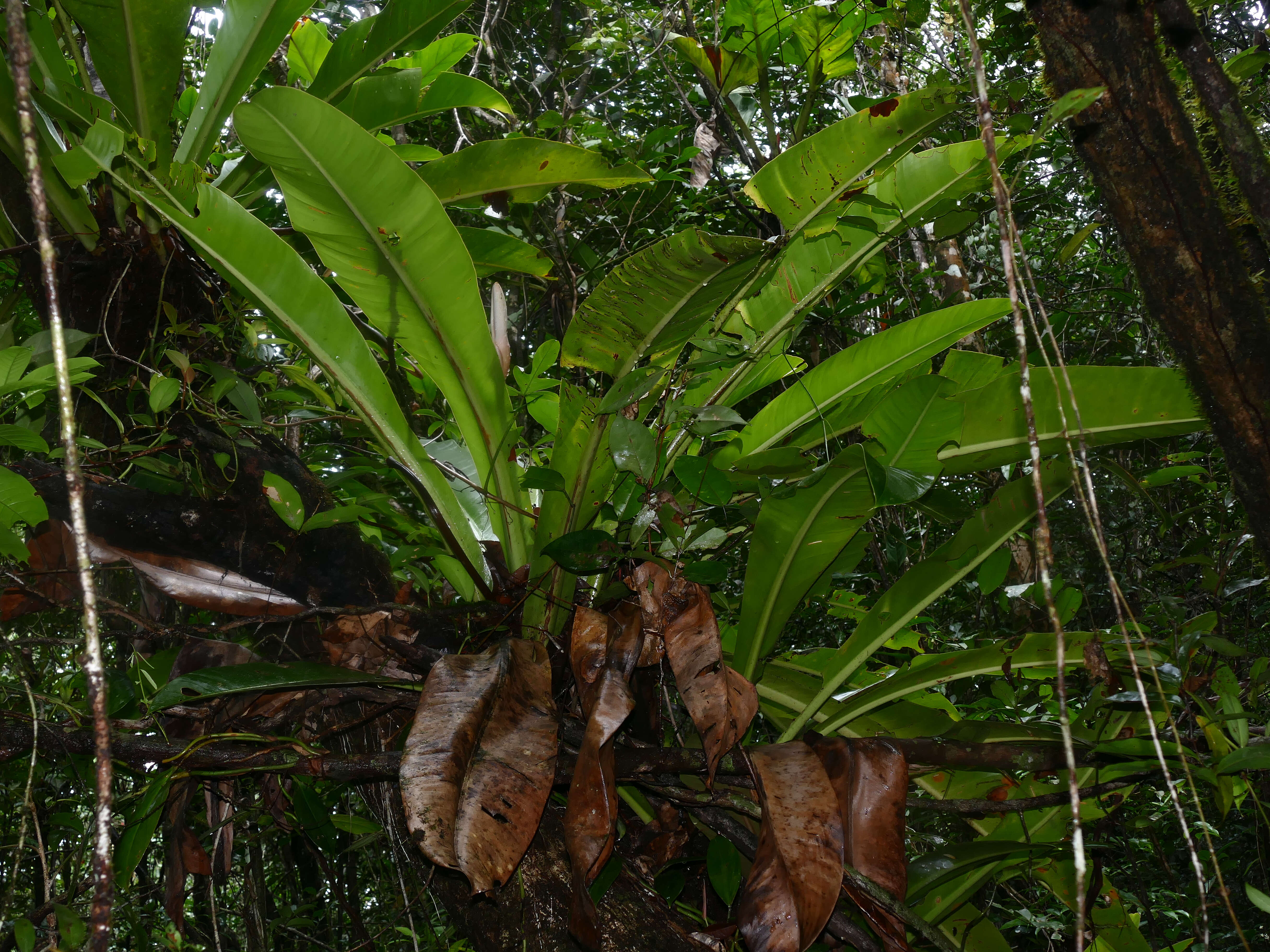 Image of Philodendron insigne Schott