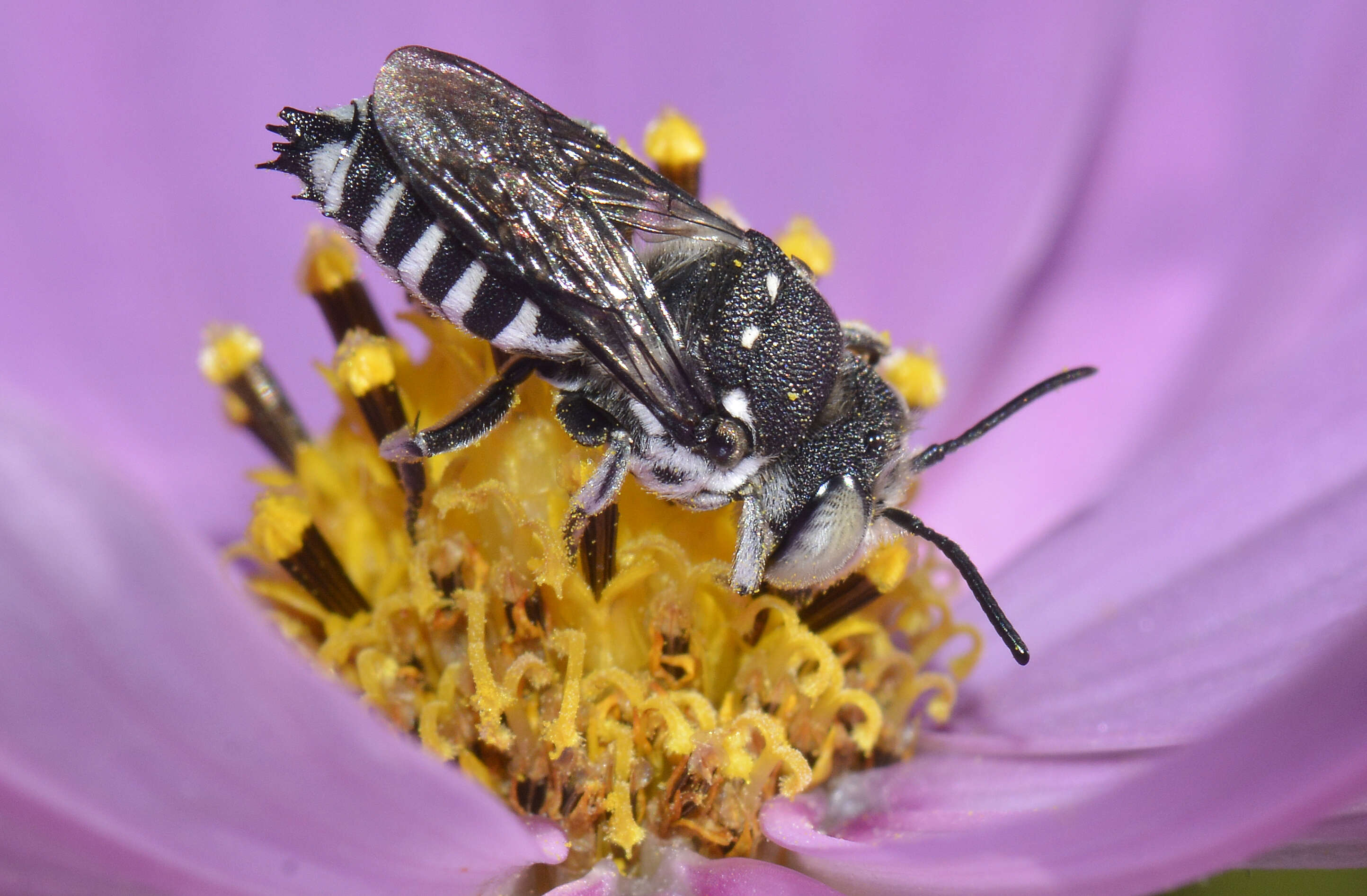 Imagem de Coelioxys froggatti Cockerell 1911