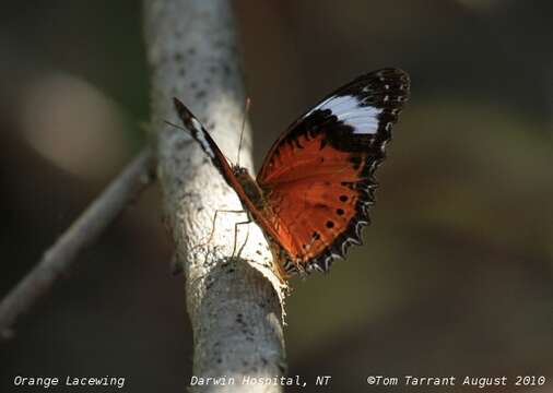 Image of Orange lacewing