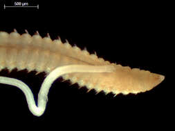 Image of Cossuridae