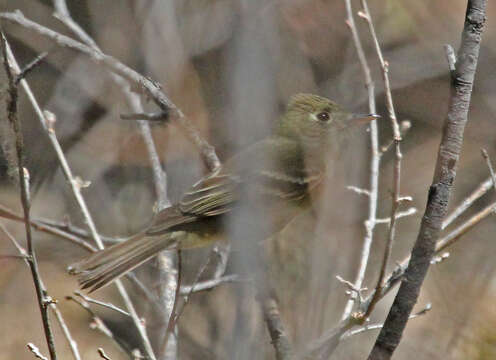 Image of Empidonax Cabanis 1855