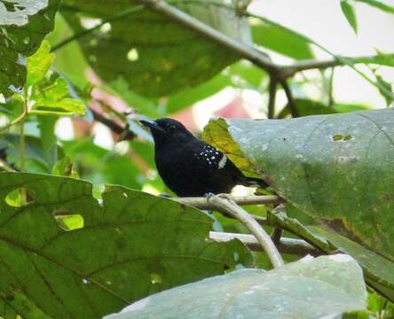 Image of Dot-winged Antwren