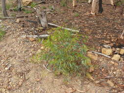 Image of scribbly gum