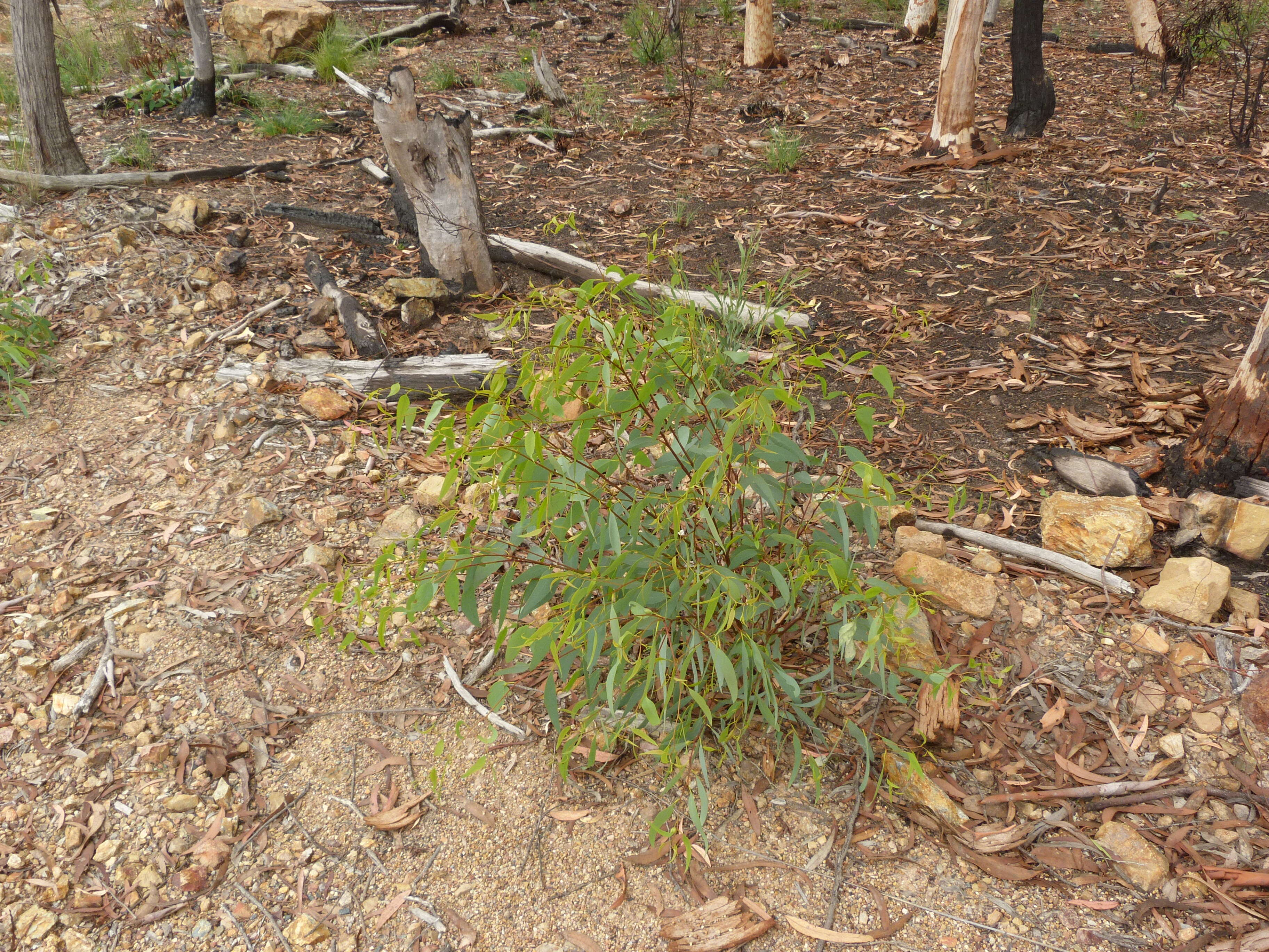 Imagem de Eucalyptus racemosa subsp. rossii (R. T. Baker & H. G. Sm.) B. E. Pfeil & Henwood