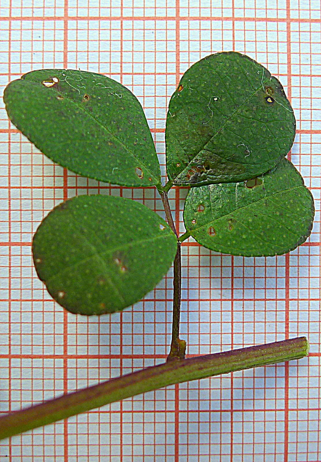 Image of Poiretia punctata (Willd.) Desv.