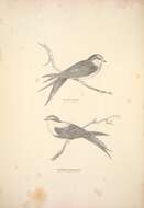 Image of Hirundo Linnaeus 1758