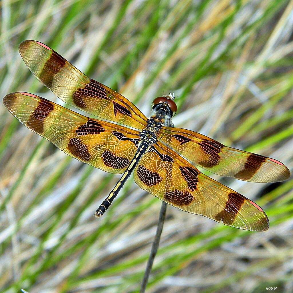 Image of Halloween Pennant