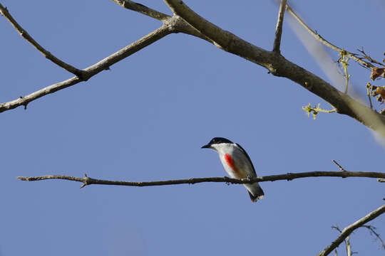 Image of Red-keeled Flowerpecker