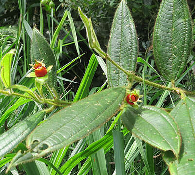 Image of Blakea bracteata Gleason