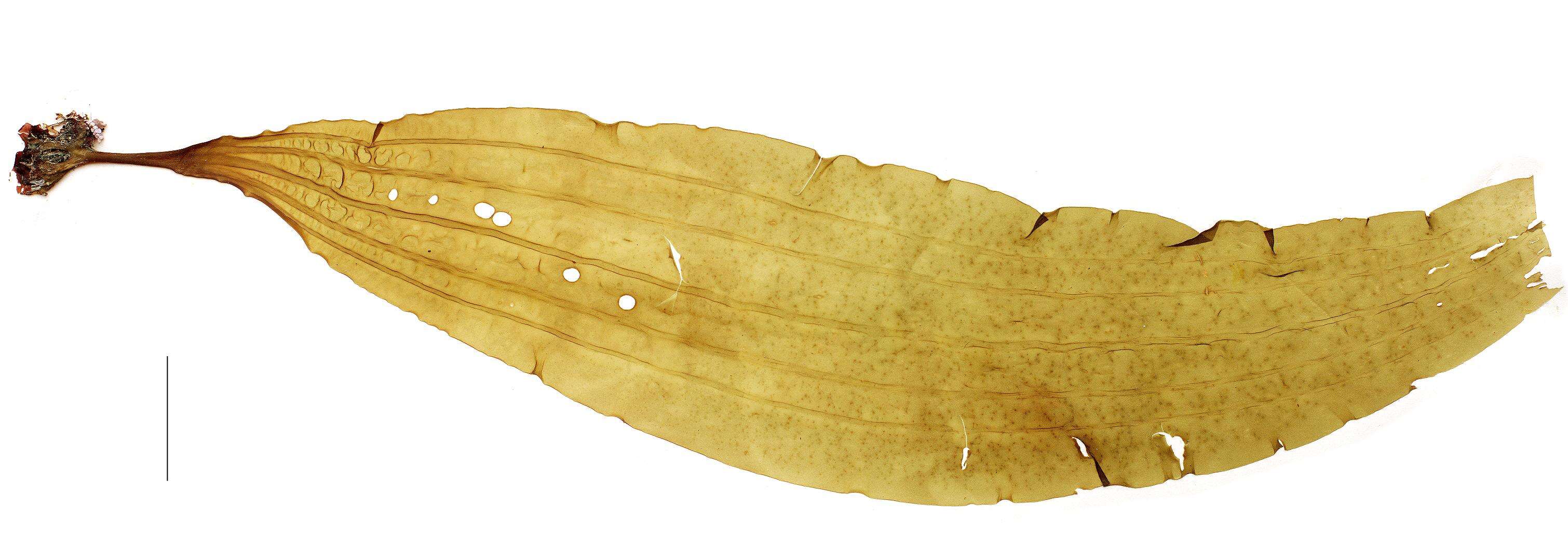 Image of Agaraceae