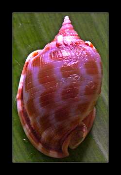 Image of checkered bonnet