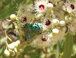 Image of flower chafers (beetles)