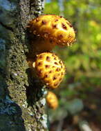 Image de Pholiota aurivella (Batsch) P. Kumm. 1871