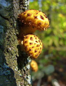 Plancia ëd Pholiota aurivella (Batsch) P. Kumm. 1871