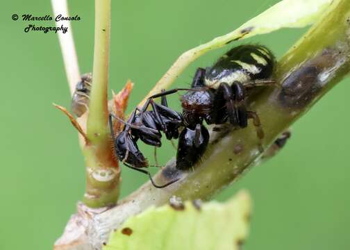 صورة Synema globosum (Fabricius 1775)