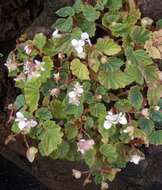 Image of Begonia subvillosa Klotzsch