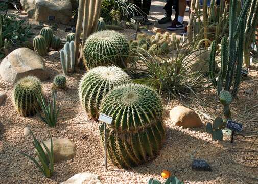 Image of echinocactus