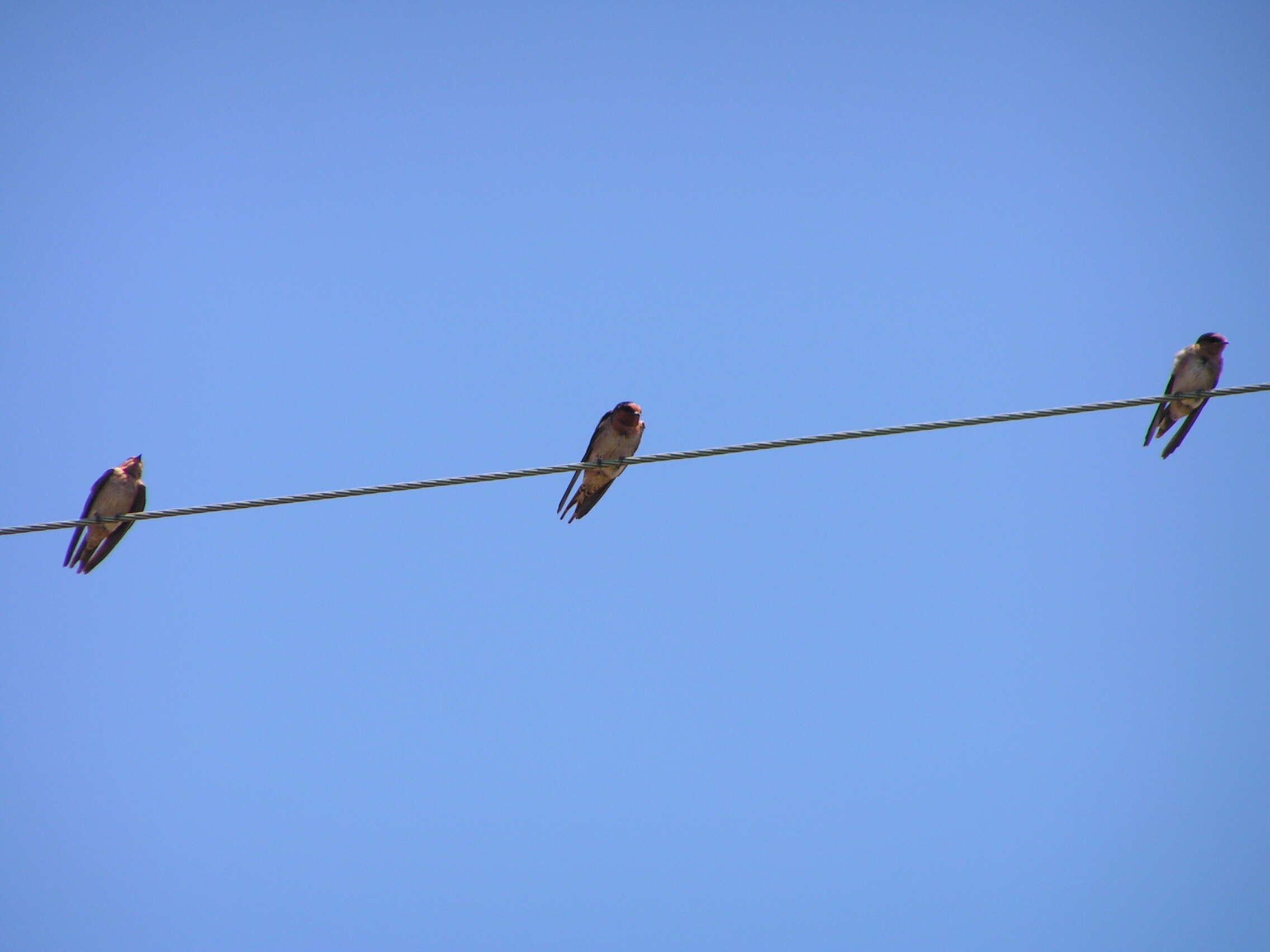 Image of Hirundo Linnaeus 1758