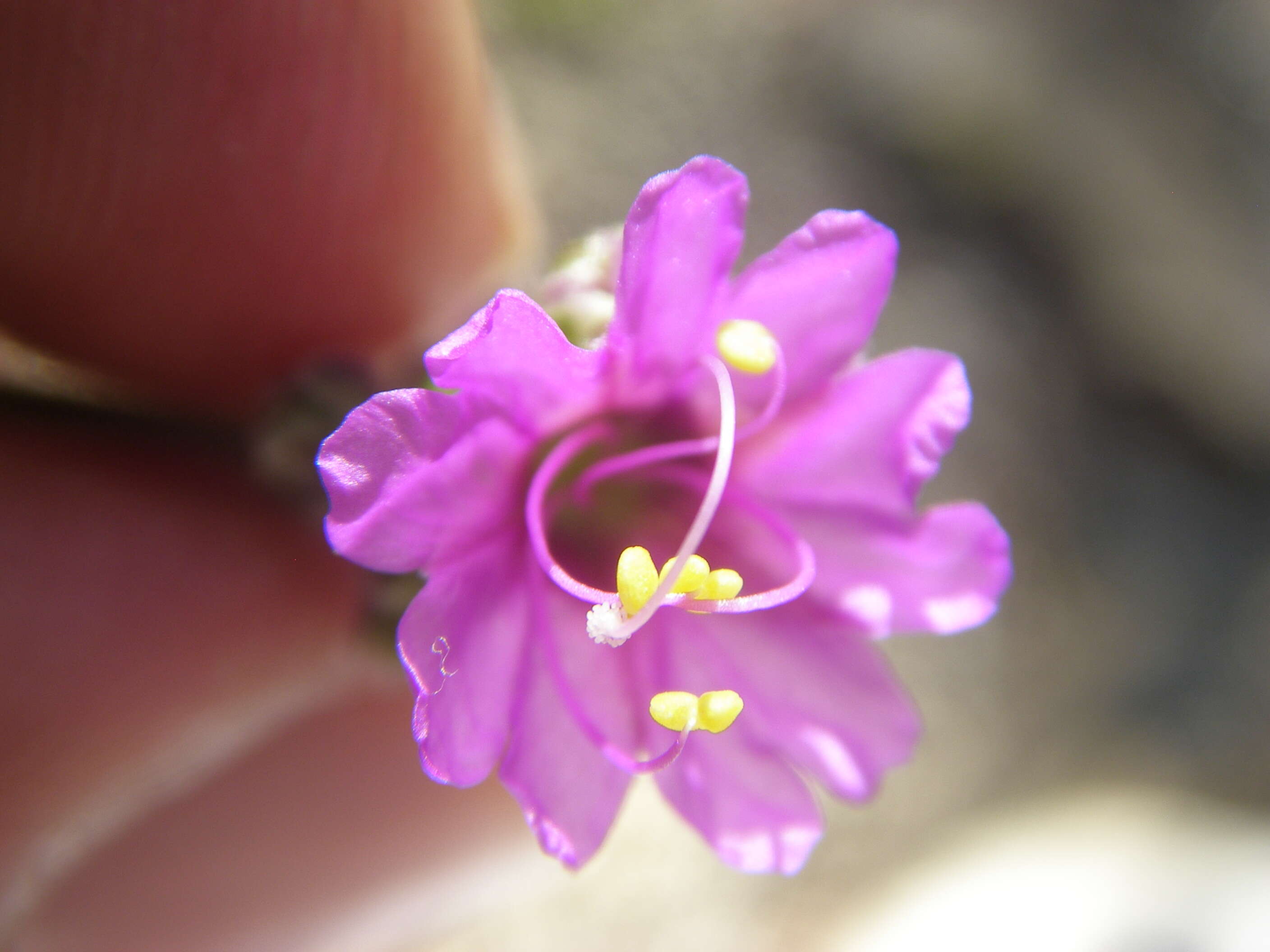 Image of Mirabilis albida (Walt.) Heimerl