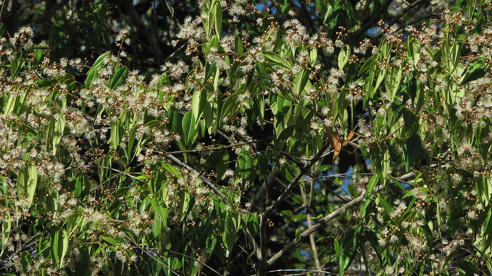 Image de Myrcia sylvatica (G. Meyer) DC.