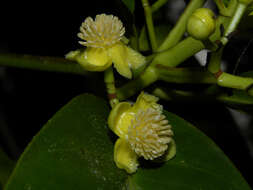 Image of Tovomita longifolia (L. C. Rich.) Hochr.