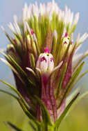 Image of denseflower Indian paintbrush