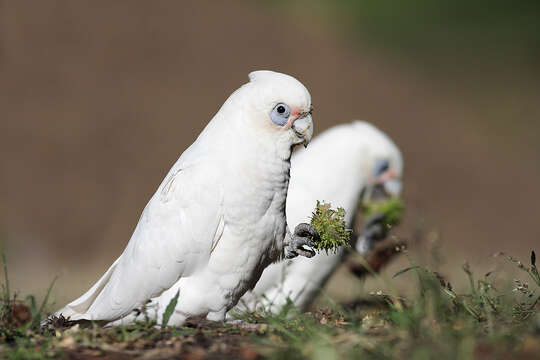 Image of Little Corella