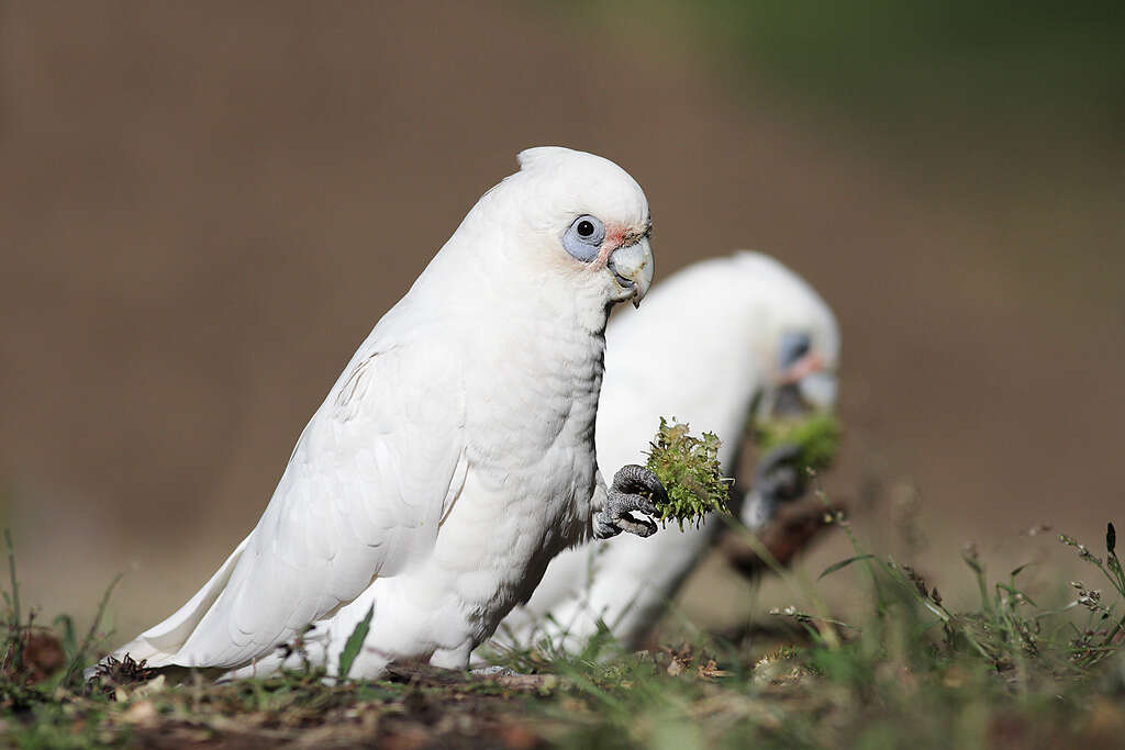 Image of Cacatua Vieillot 1817