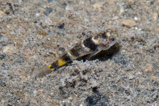 صورة Brachygobius kabiliensis Inger 1958