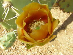Image of Cactus-apple