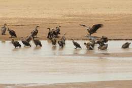 Image of White-backed Vulture