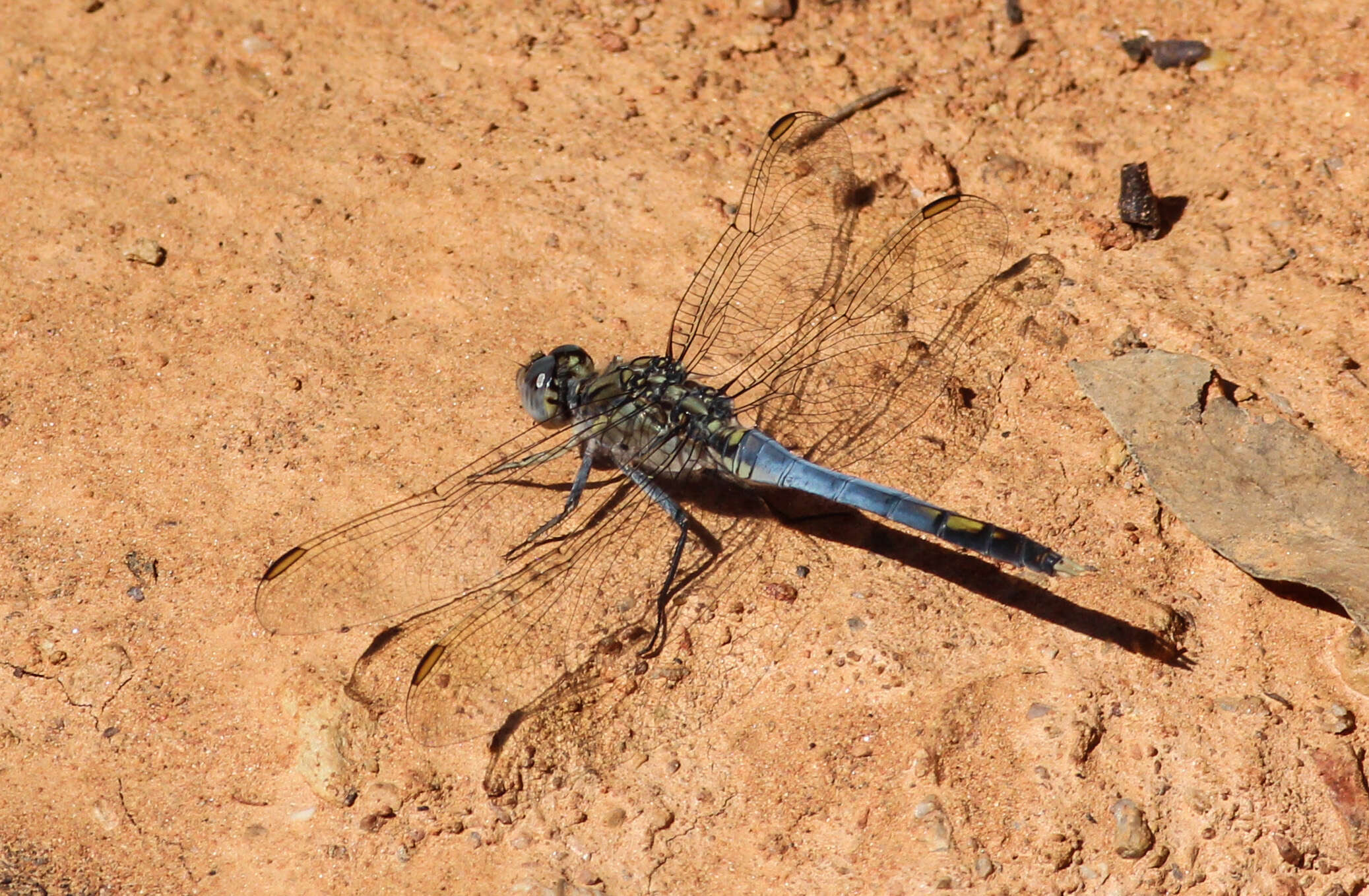 Image of Skimmers (Dragonflies)