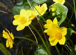 Image of marsh marigold