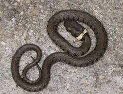 Image of Grass snakes