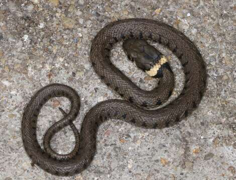 Image of Grass Snake