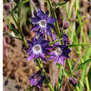 Image of Malesherbia linearifolia (Cav.) Poir.