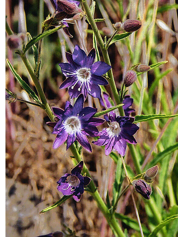 Image of Malesherbia linearifolia (Cav.) Poir.