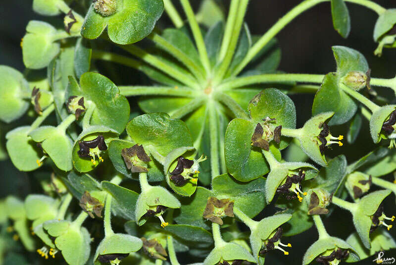 Image of Albanian spurge