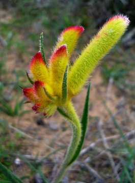 Imagem de Anigozanthos humilis Lindl.