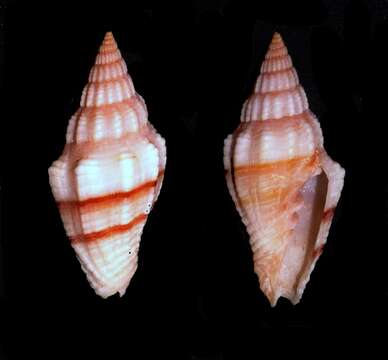 Image of Turbinelloidea Rafinesque 1815