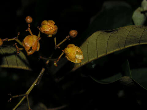 Слика од Vismia baccifera (L.) Triana & Planchon