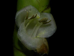 صورة Werauhia gladioliflora (H. Wendl.) J. R. Grant