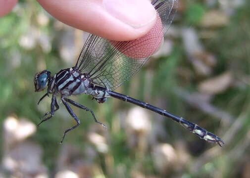 Image of Elusive Clubtail