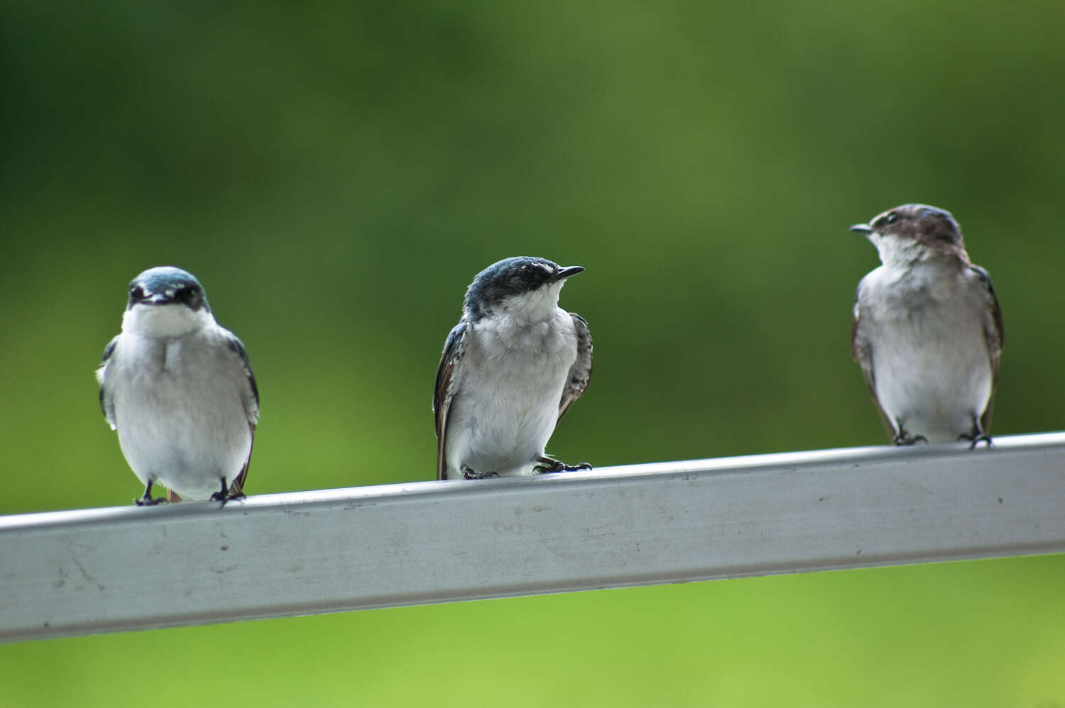 Image of Mangrove Swallow