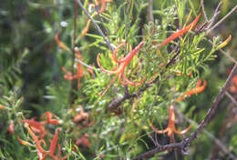 Image of narrowleaf desert honeysuckle